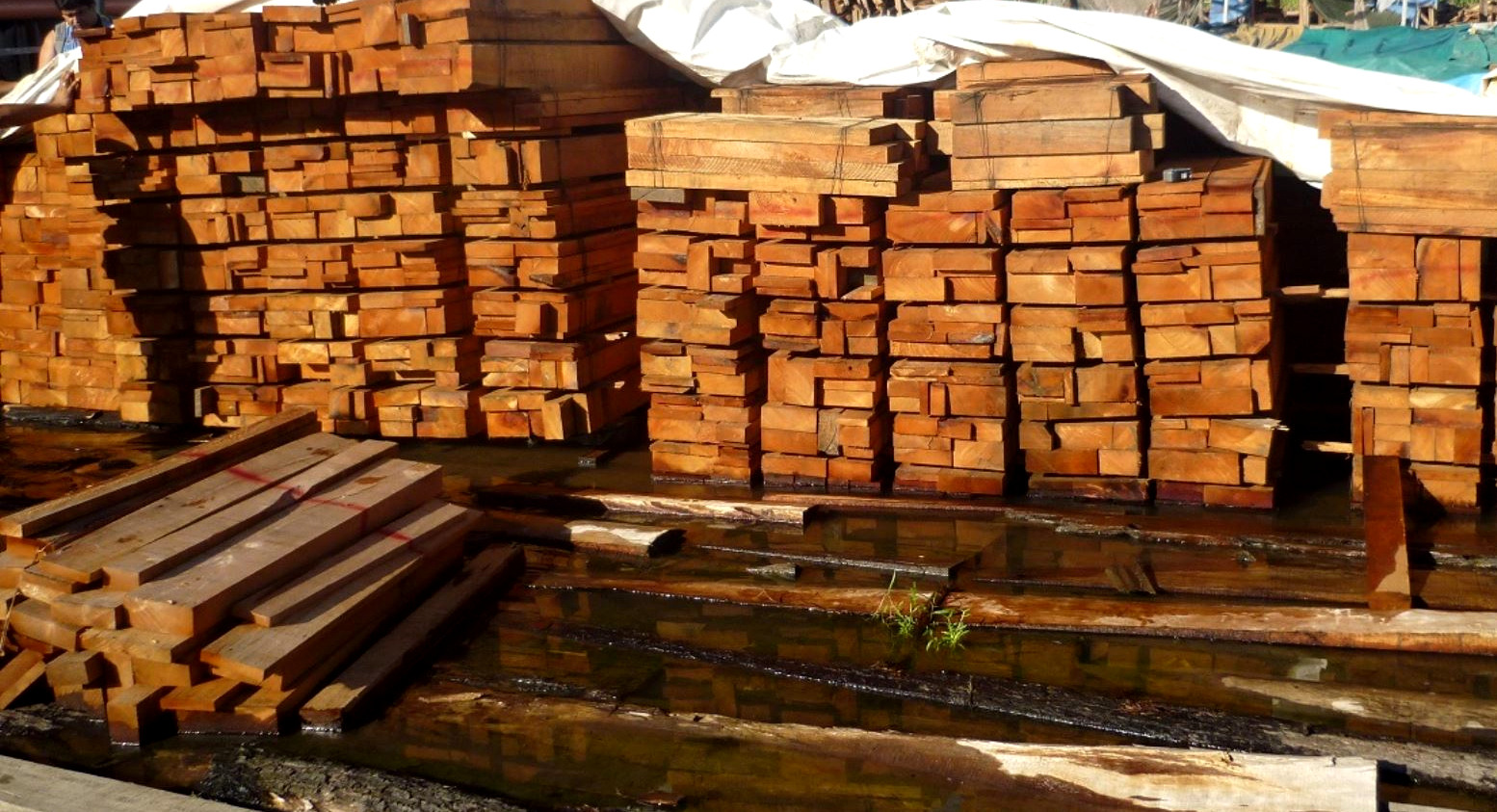 China es el principal destino de madera ilegal y de alto riesgo